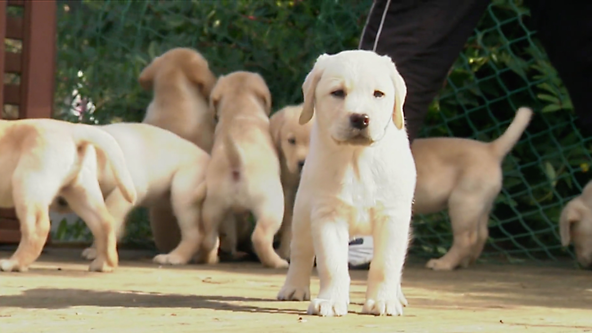 Animals at Work - S1E16 - Litter Model Puppies
