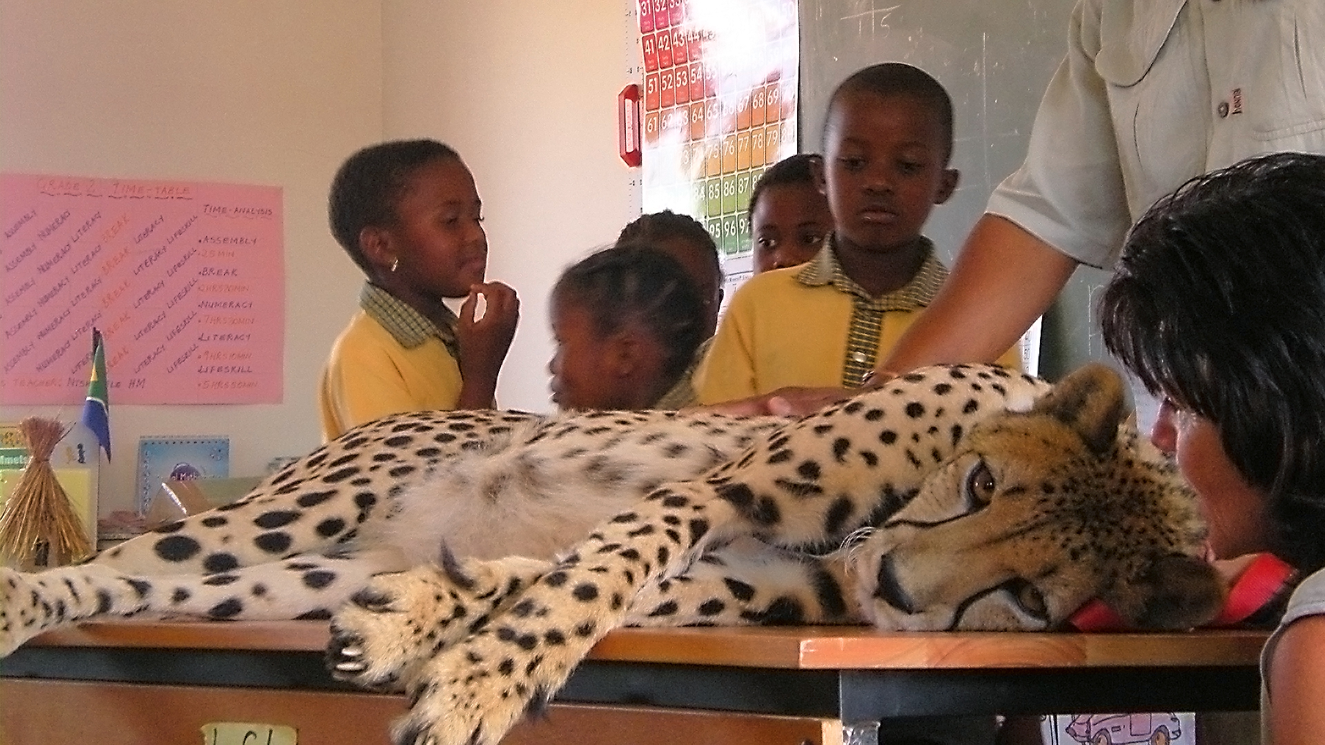 Animals at Work - S1E17 - Byron Cheetah Teacher