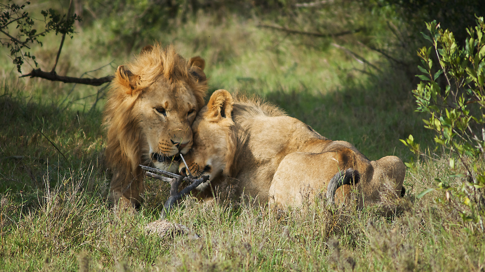 Animals at Work - S1E18 - Pasha Research Lion