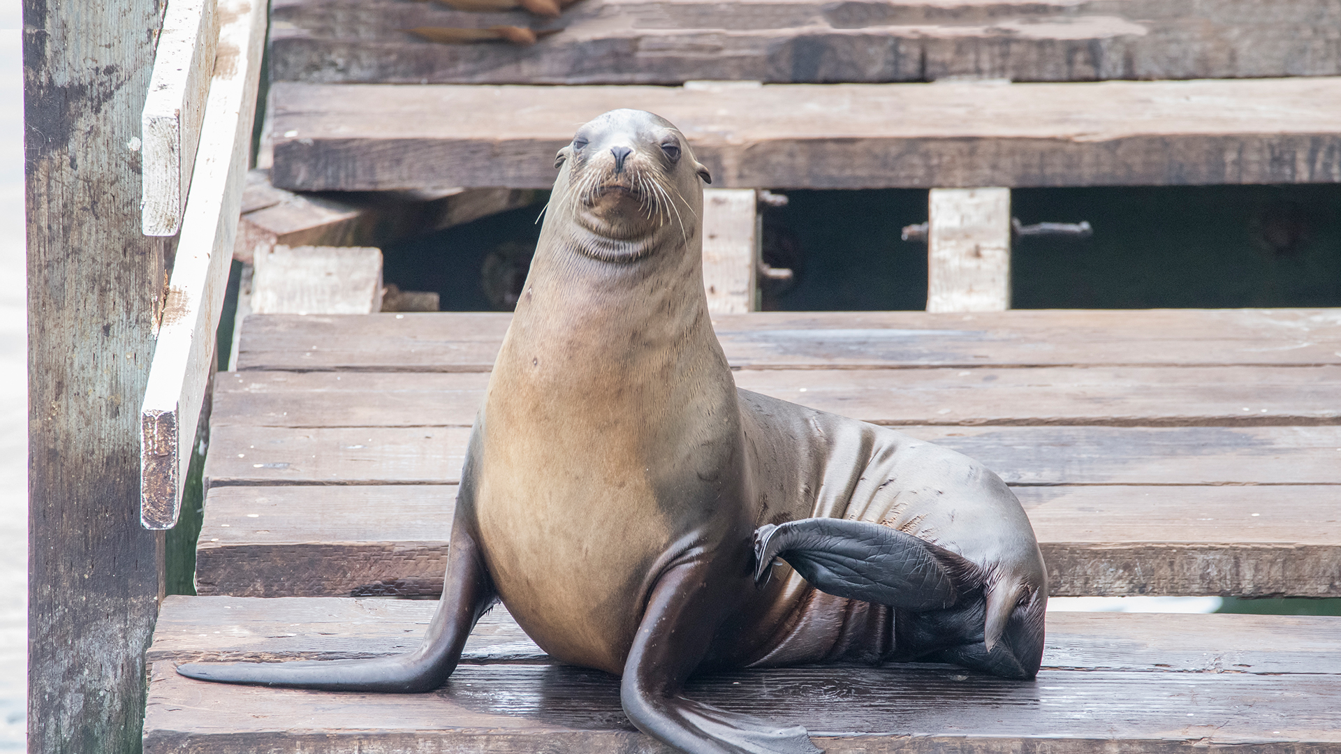 Animals at Work - S1E23 - Performing Sea Lions