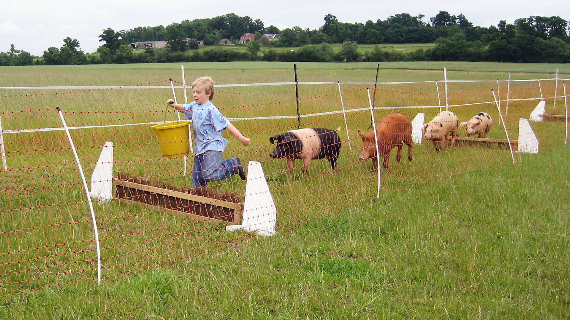 Animals at Work - S1E2 - Marigold Racing Pig