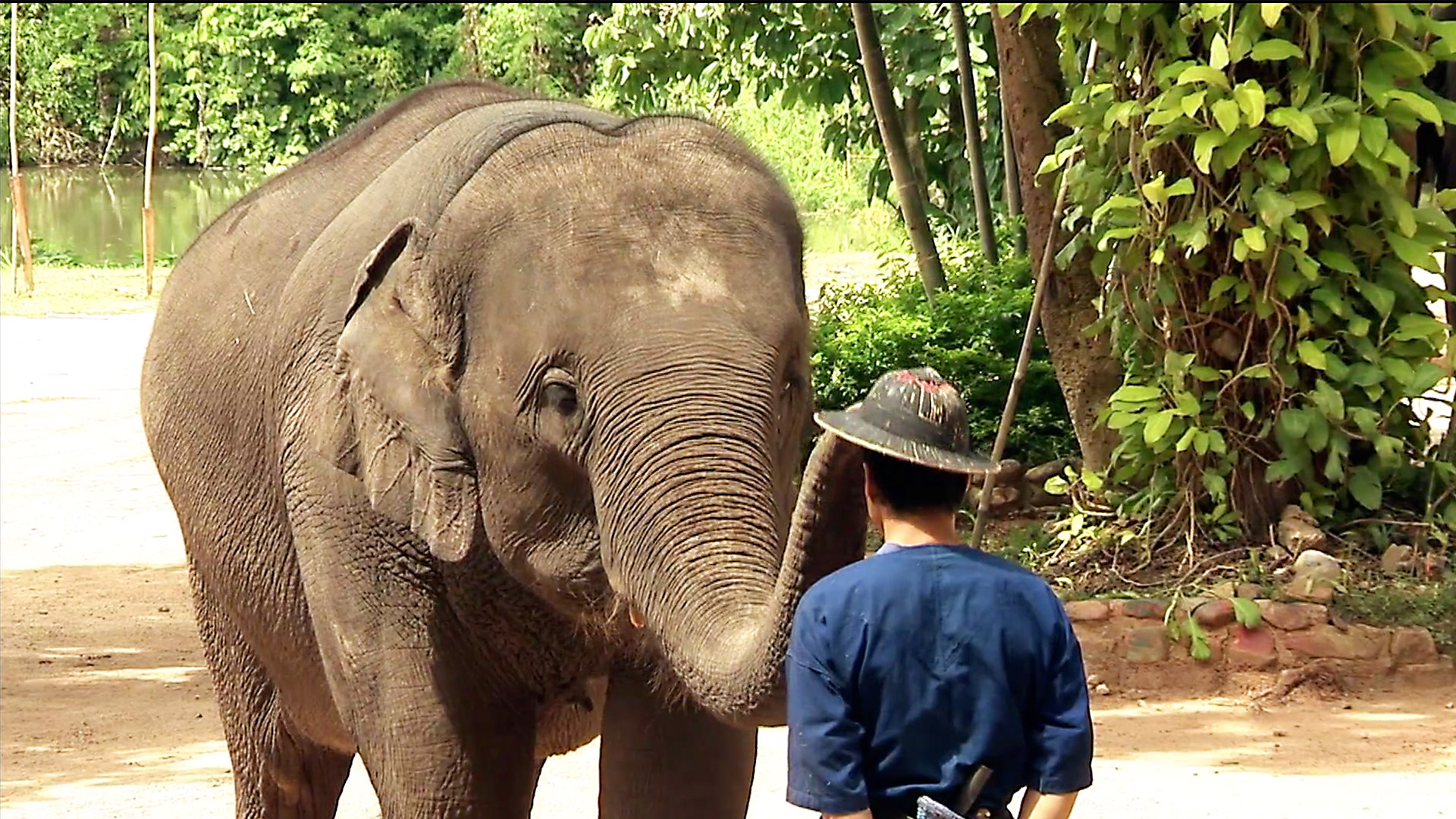 Animals at Work - S1E3 - Prathida Elephant Orchestra