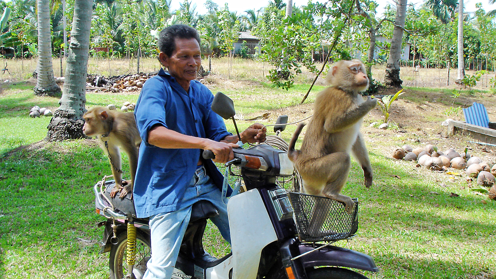 Animals at Work - S1E7 - Nok Monkey School