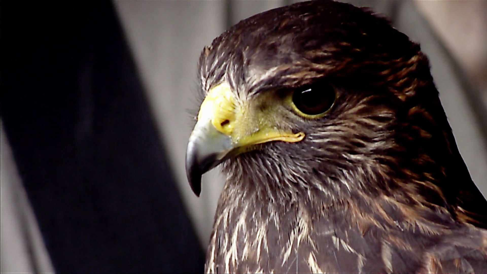 Animals at Work - S1E8 - Rufus the Hawk