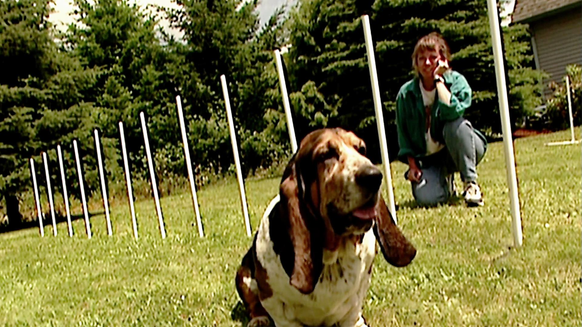 Animals at Work - S1E9 - Annie Basset Agility Athlete