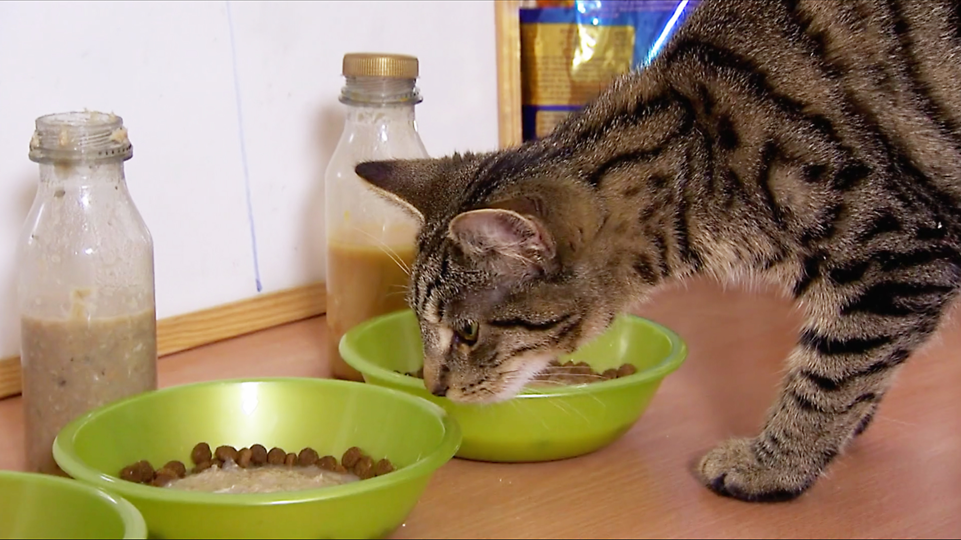 Animals at Work - S2E27 - Lilly in the Kitchen Kitten