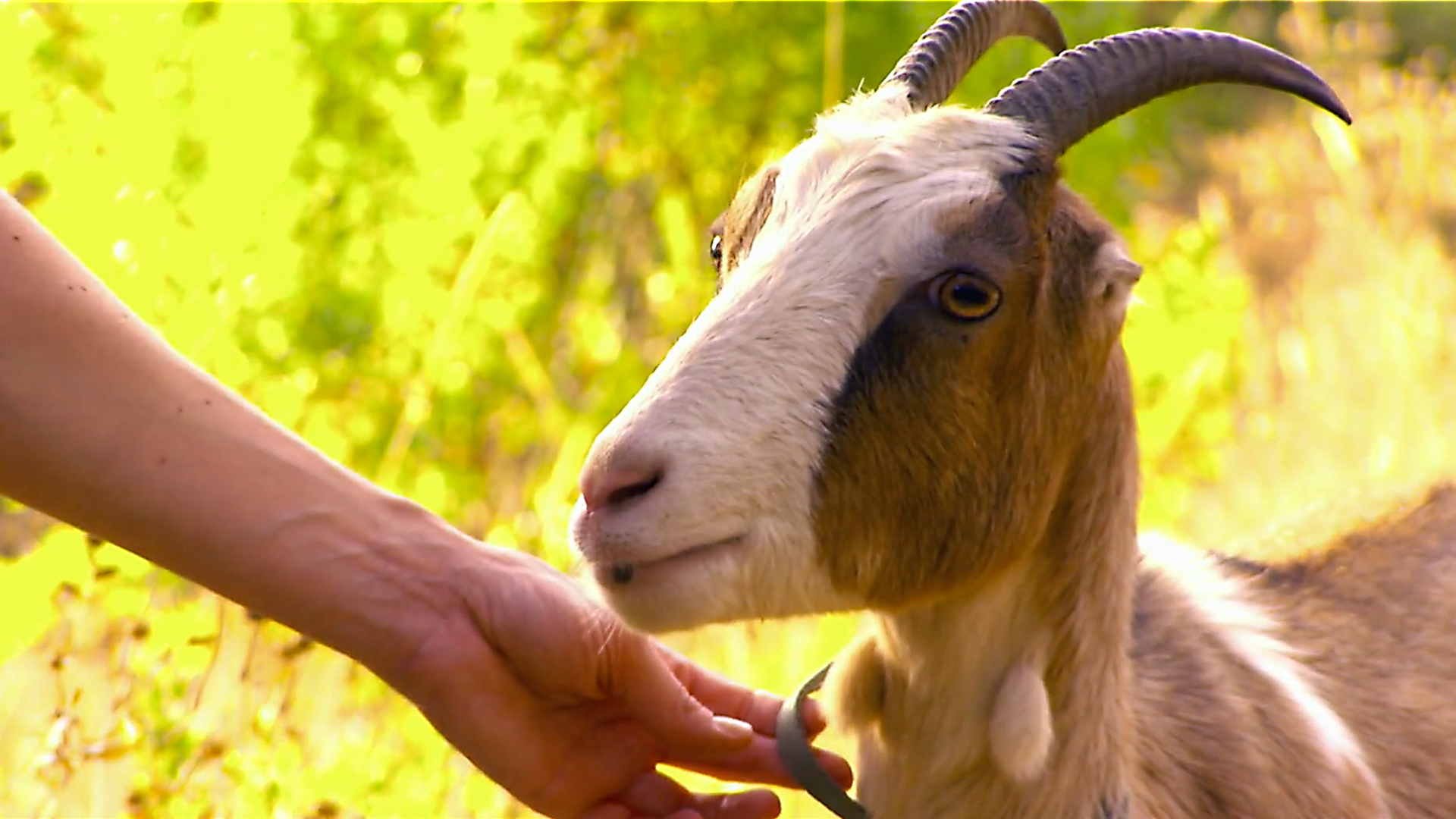 Animals at Work - S2E28 - Telsha Pack Goat