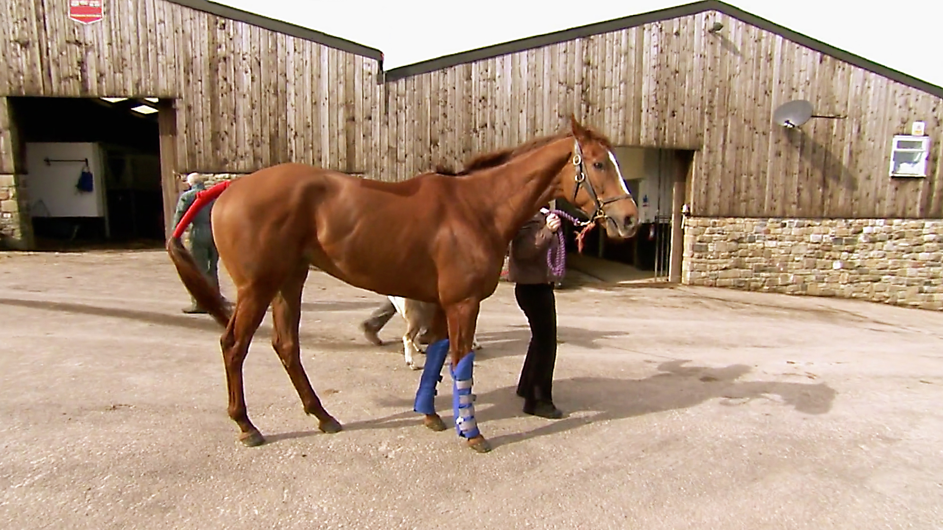 Animals at Work - S2E29 - Dr. Valentine Race Horse