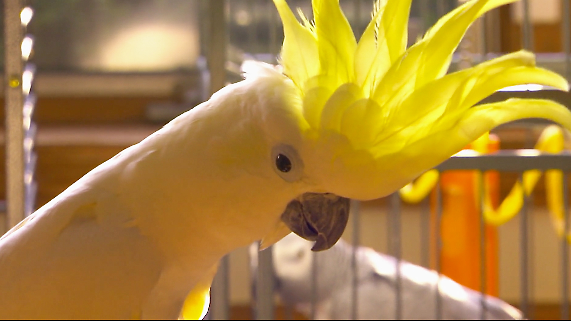 Animals at Work - S2E30 - Snowball Dancing Cockatoo