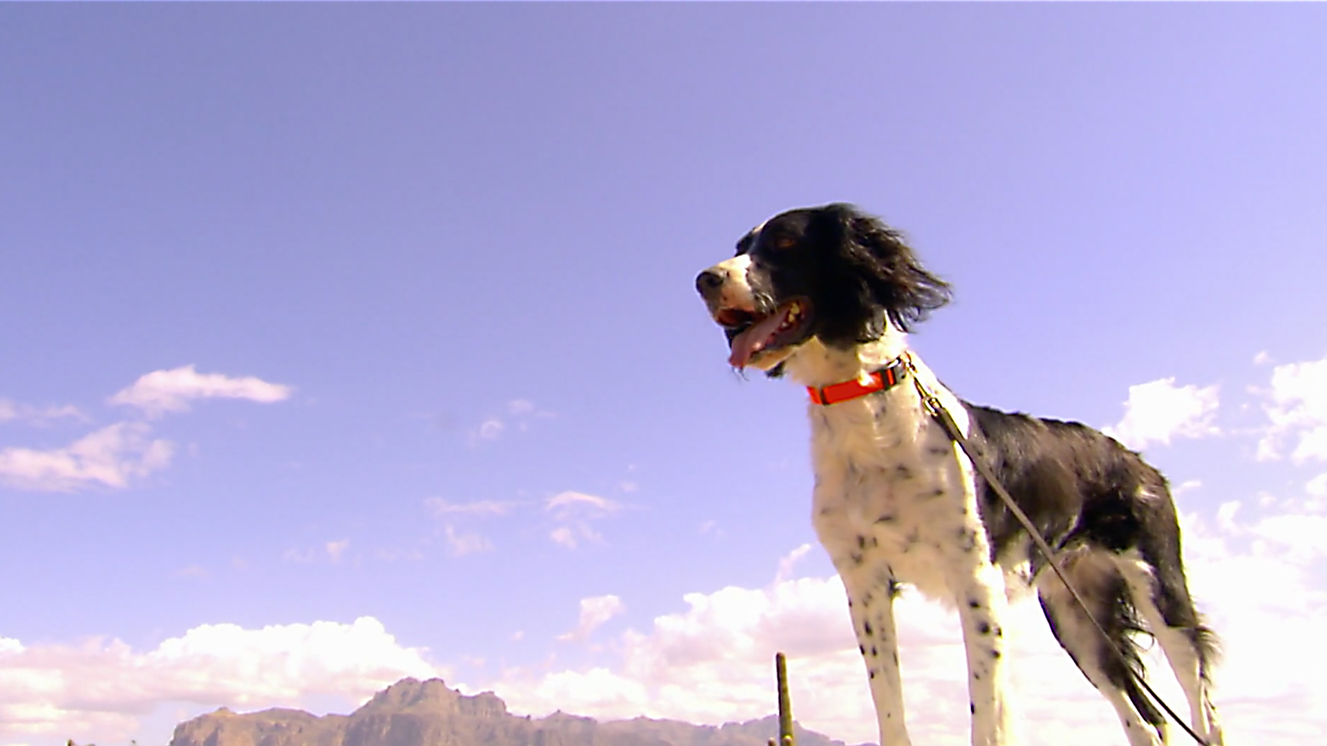 Animals at Work - S2E32 - Higgings Dog Detective