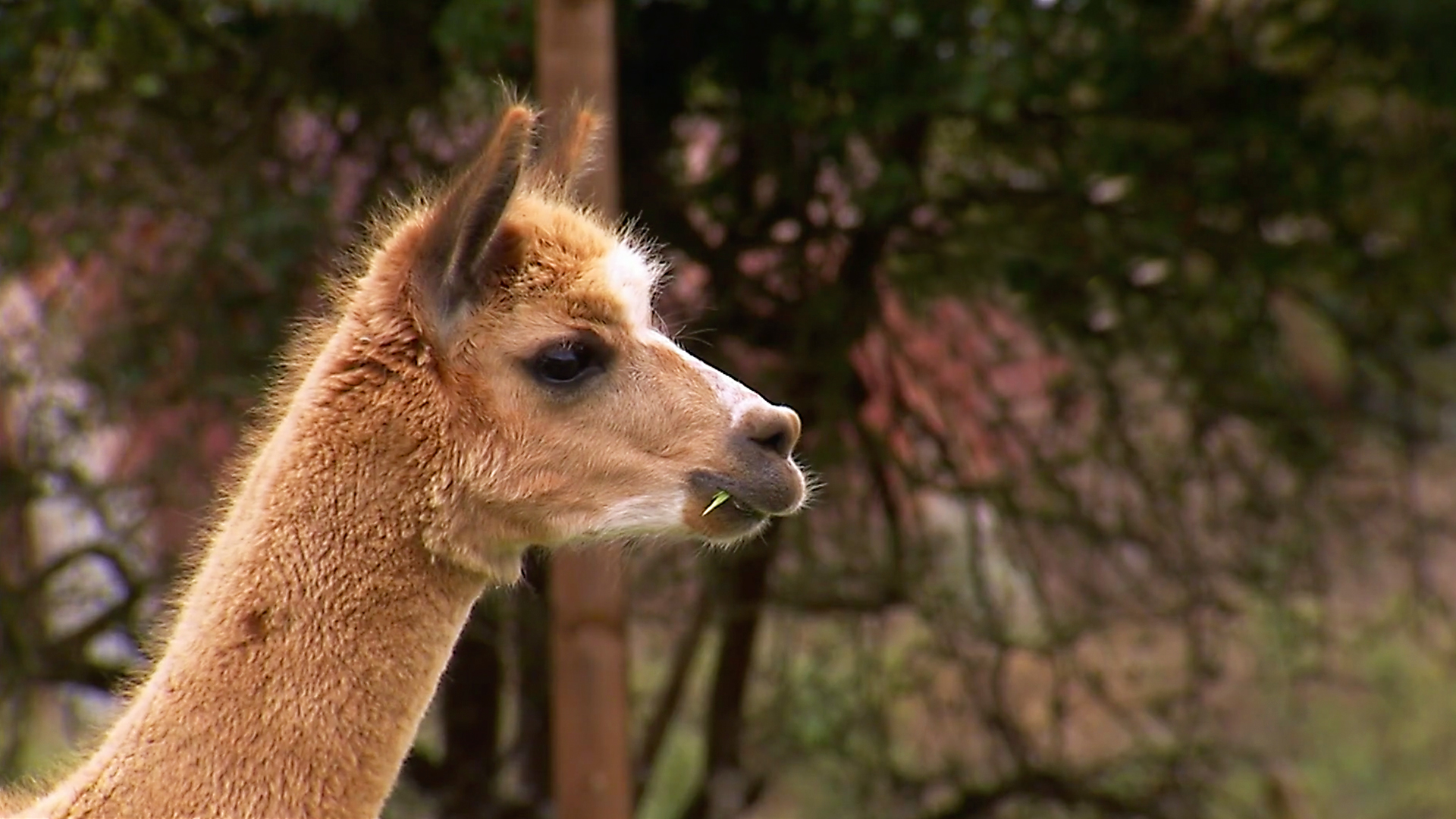 Animals at Work - S2E33 - Blaze Alpaca Security Guard