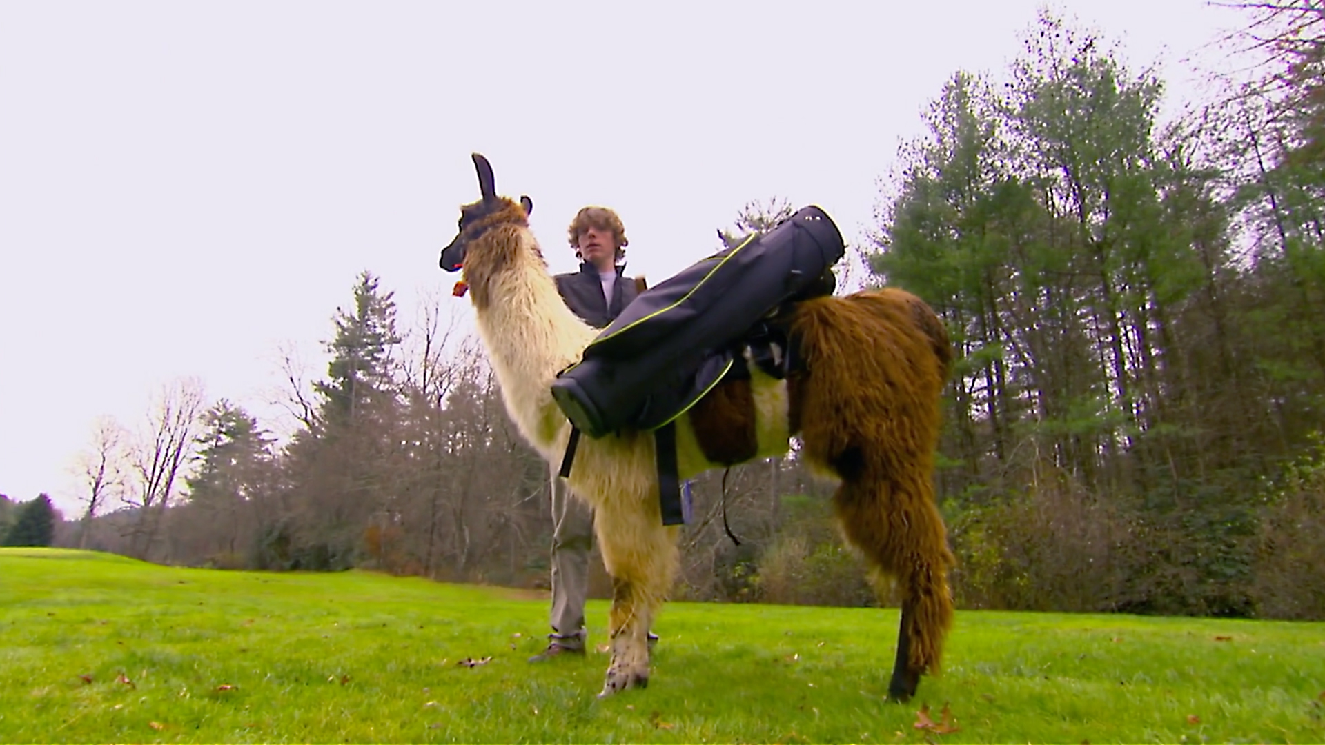 Animals at Work - S2E34 - Mocha Llama Golf Caddy