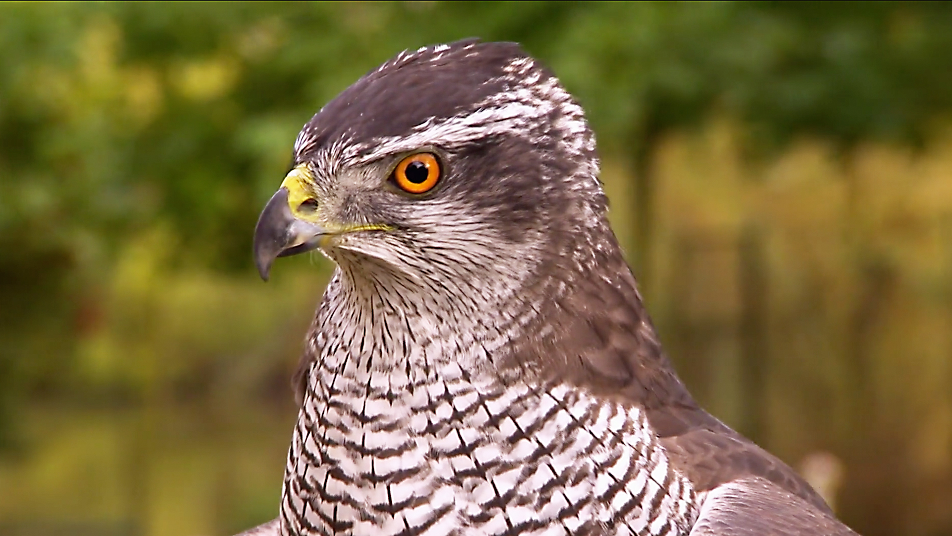 Animals at Work - S2E36 - Ellie Goshawk Camerawoman