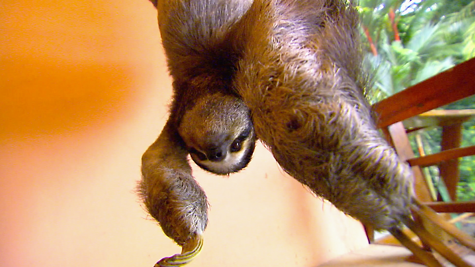 Animals at Work - S2E37 - Layla Public Relations Sloth