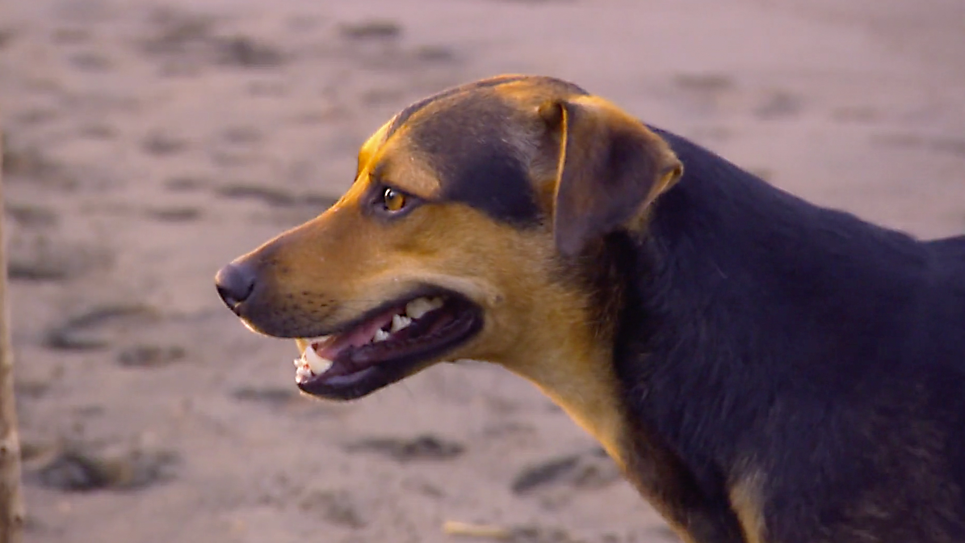 Animals at Work - S2E40 - Hercules Eco-Dog