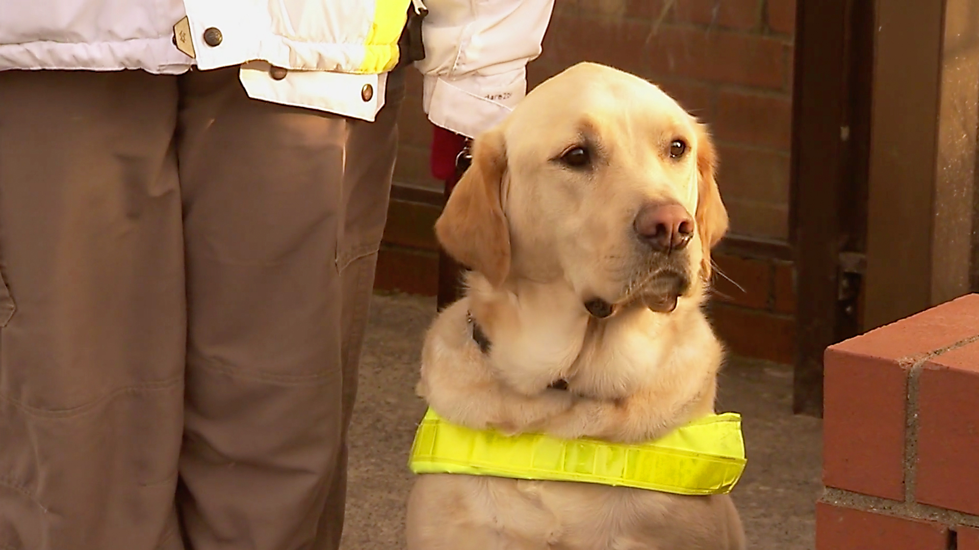 Animals at Work - S2E41 - Gino Guide Dog