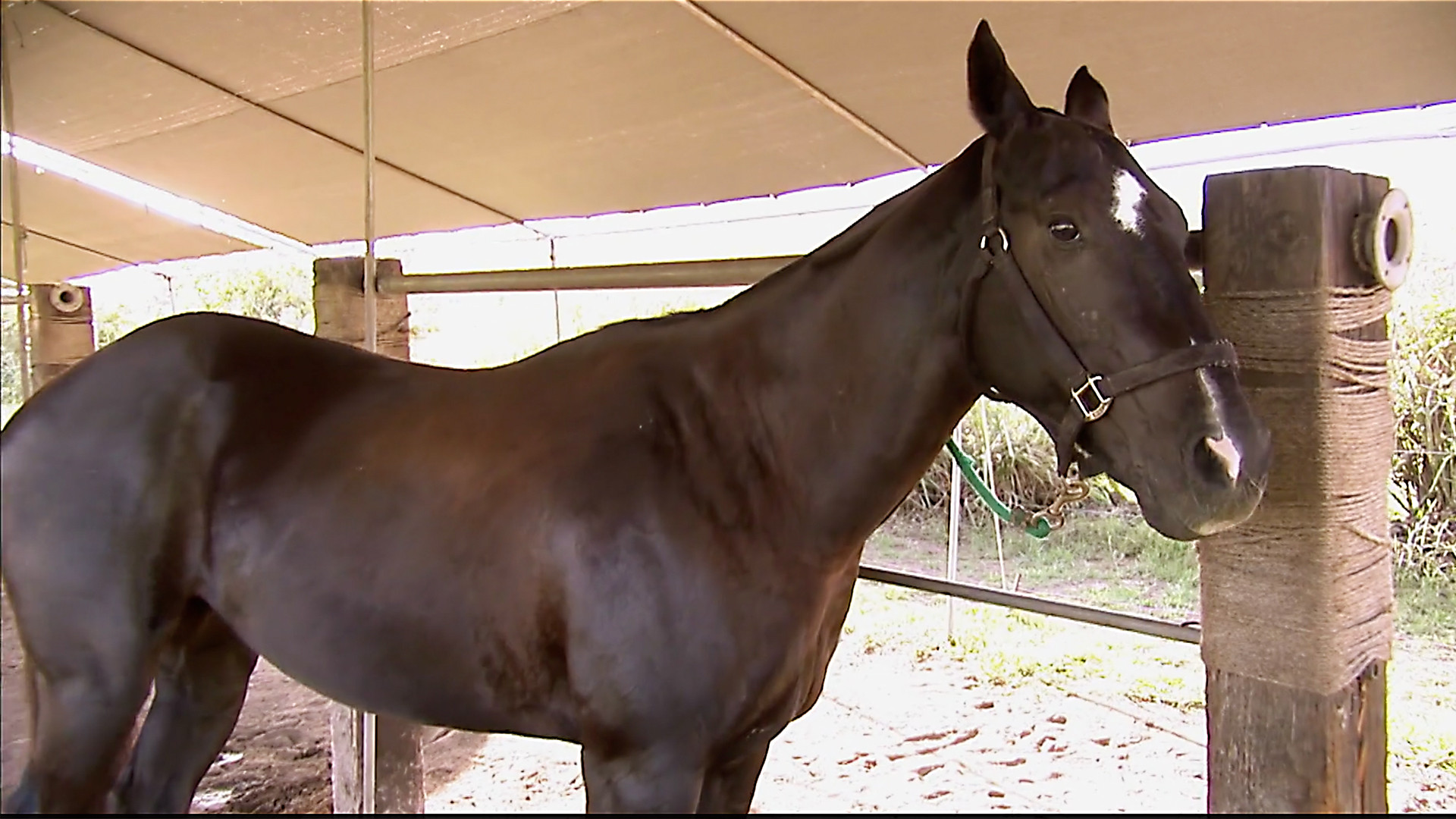 Animals at Work - S2E42 - Blackjack Polo Pony