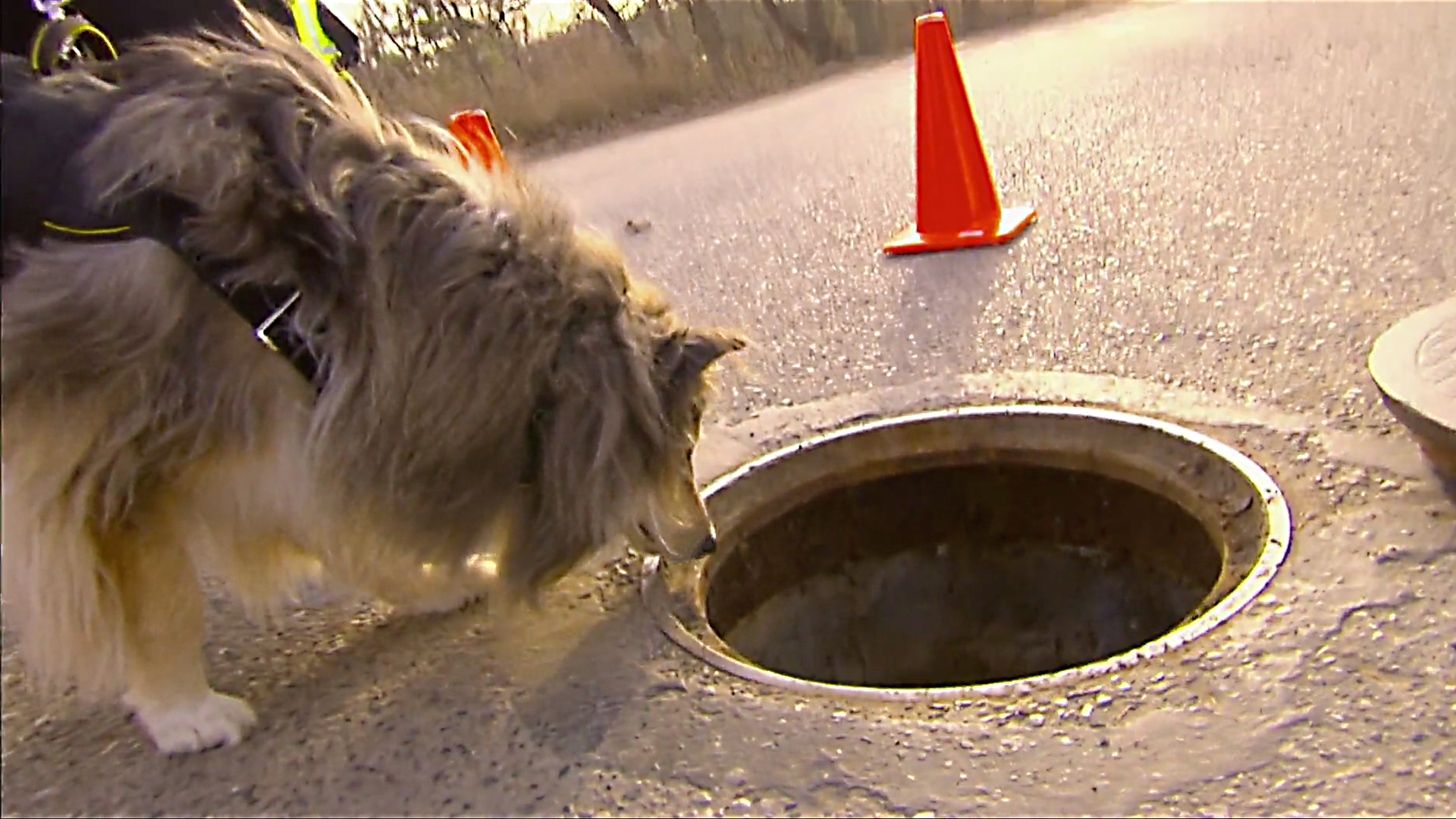 Animals at Work - S2E44 - Logan Super Sniffer Dog