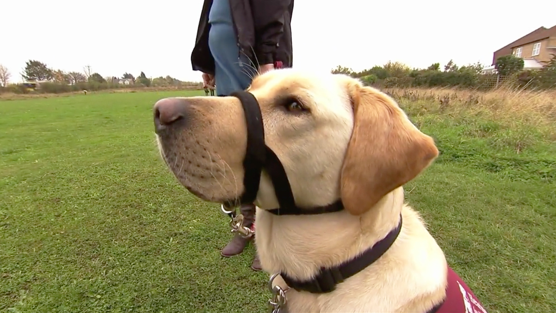 Animals at Work - S2E45 - Sam Hearing Dog Rescue