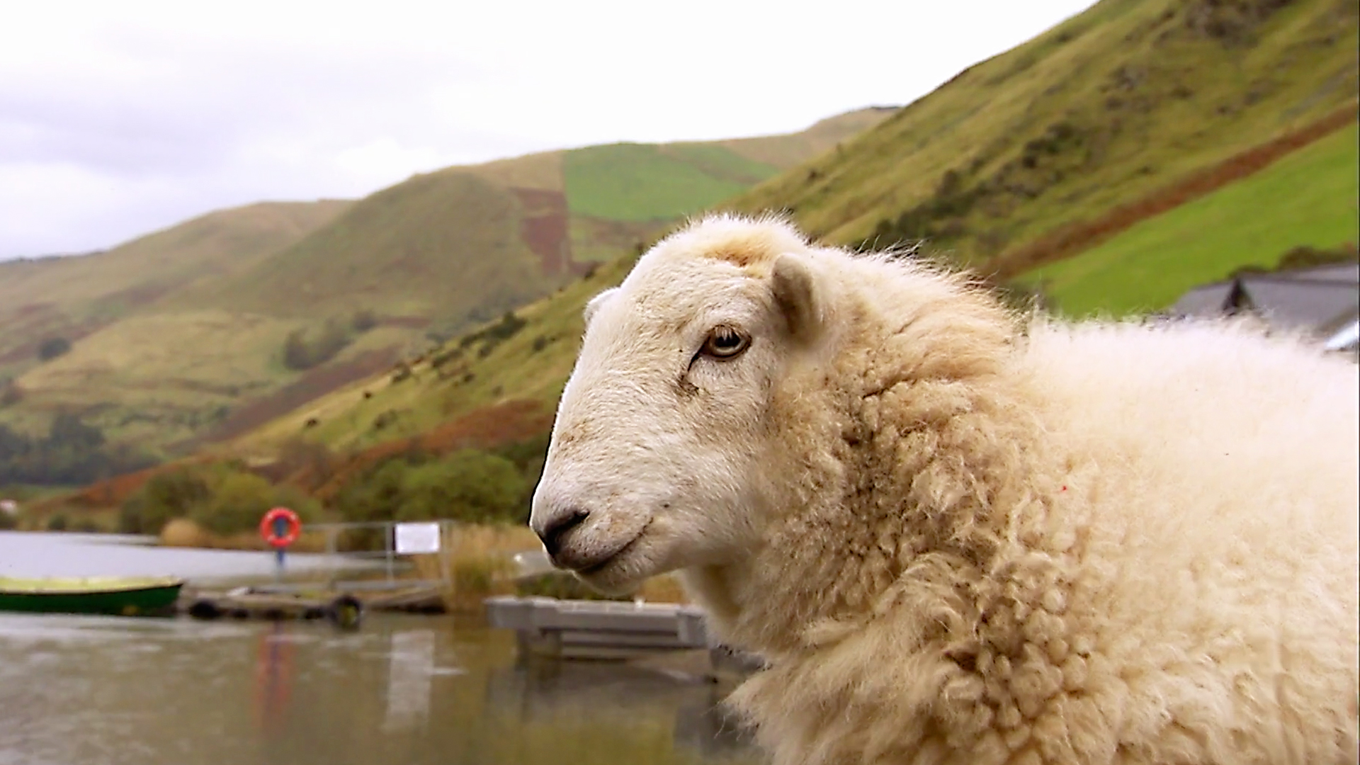 Animals at Work - S2E47 - Lucky Poo Canoe Builder