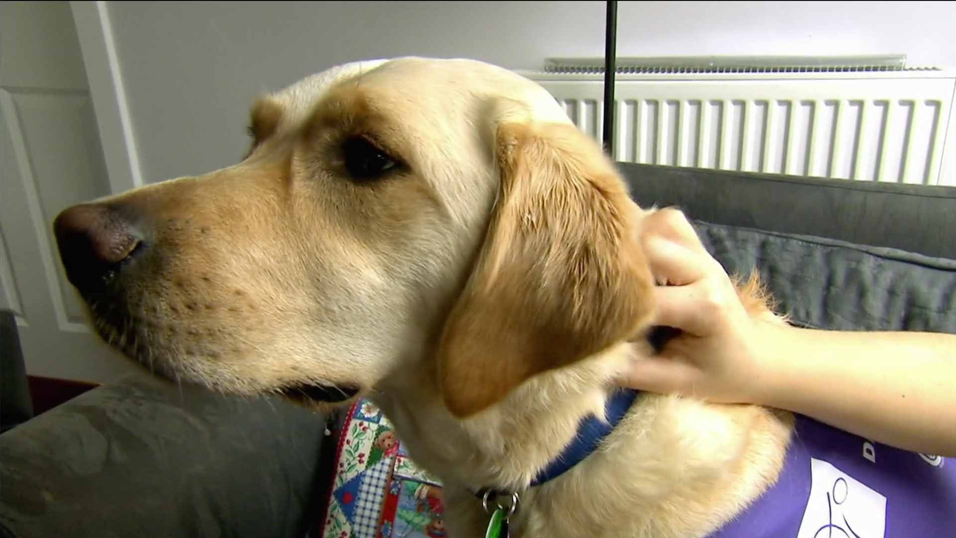 Animals at Work - S2E49 - Harmony the Mountaineering Dog