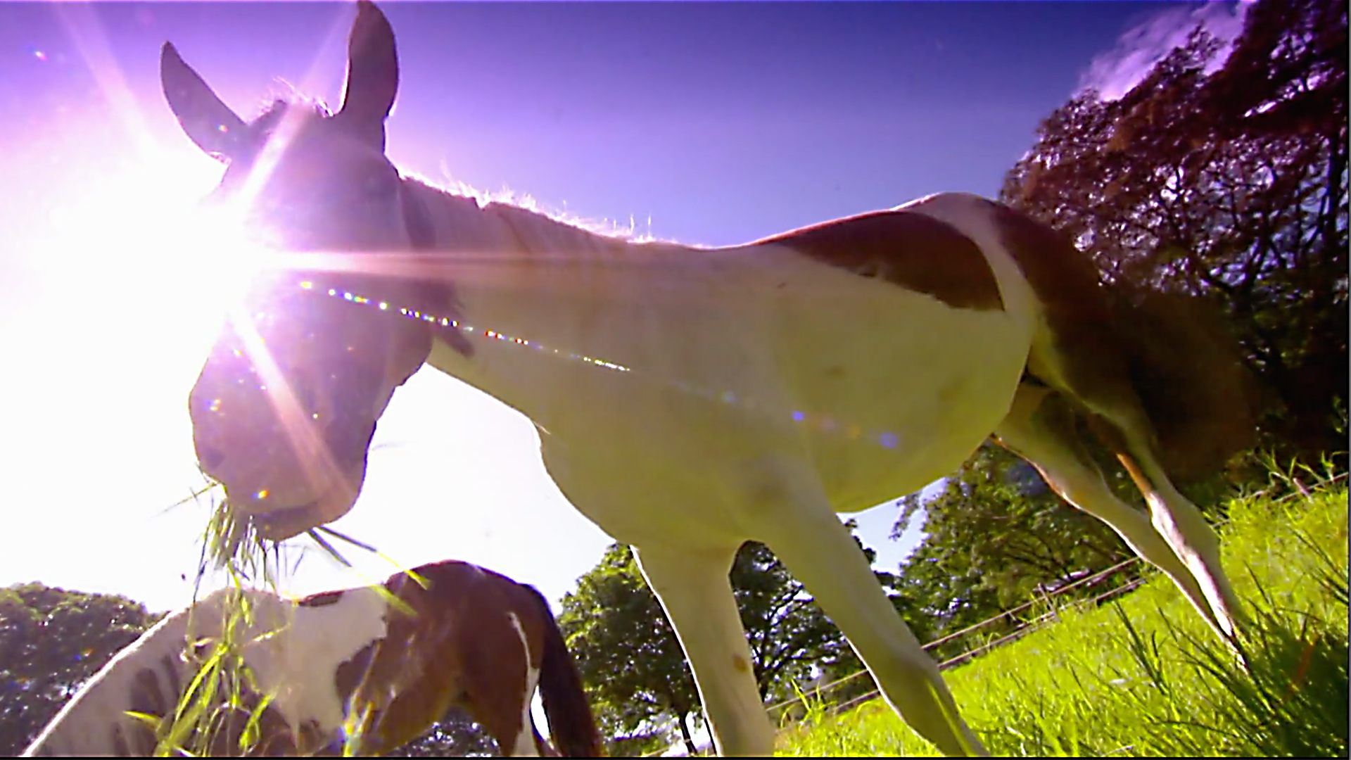 Animals at Work - S2E50 - Miss Tica Parade Pony