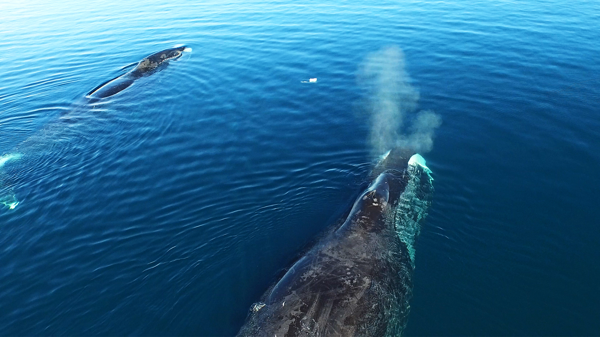 Arctic Secrets - E5 - Wild Seas