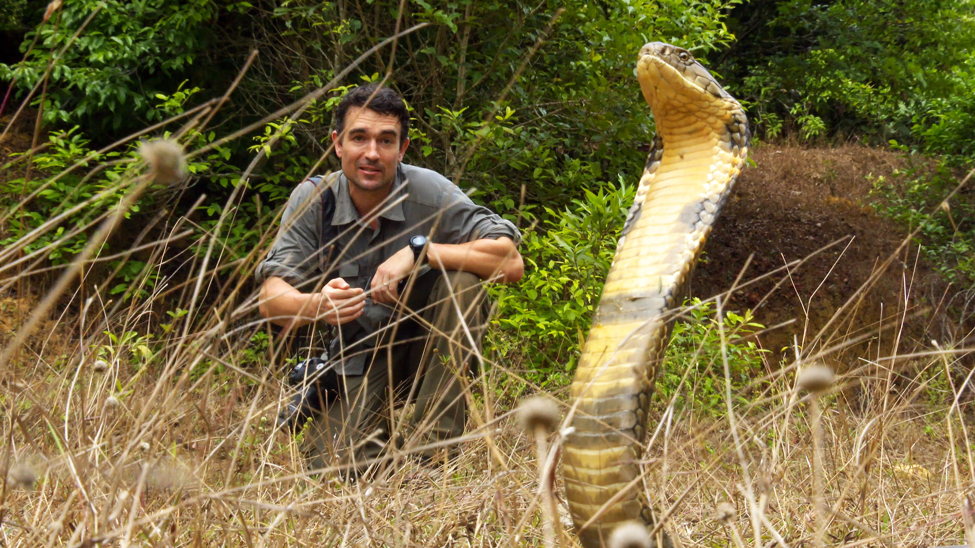 King Cobra