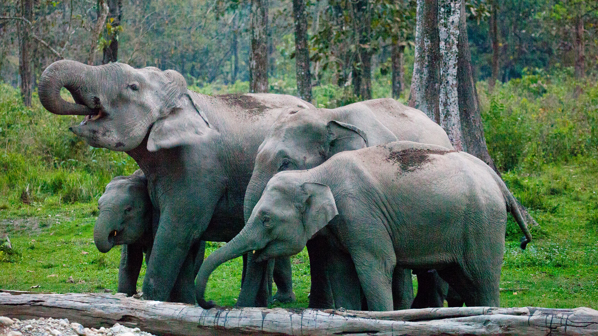 Biggest and Baddest - E5 - Indian Elephants