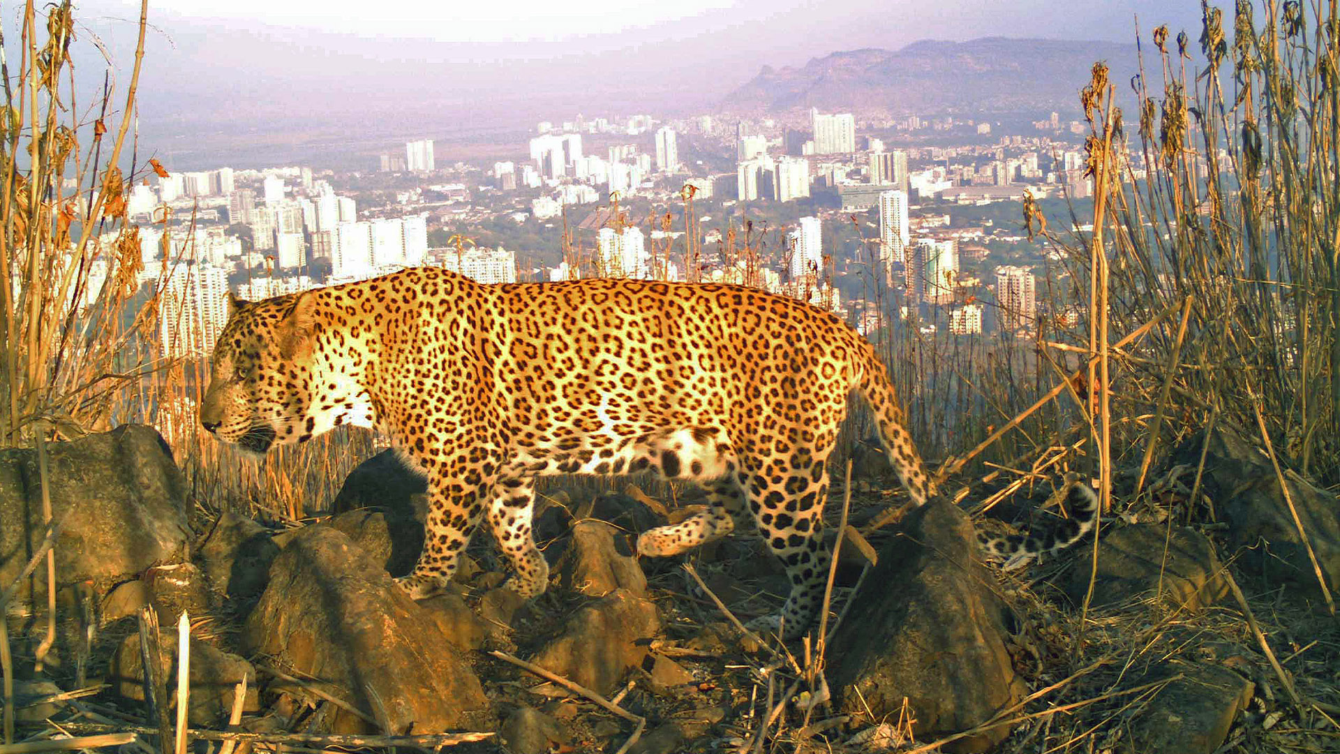 Biggest and Baddest - E6 - Leopards Biggest and Baddest - E6 - Leopards