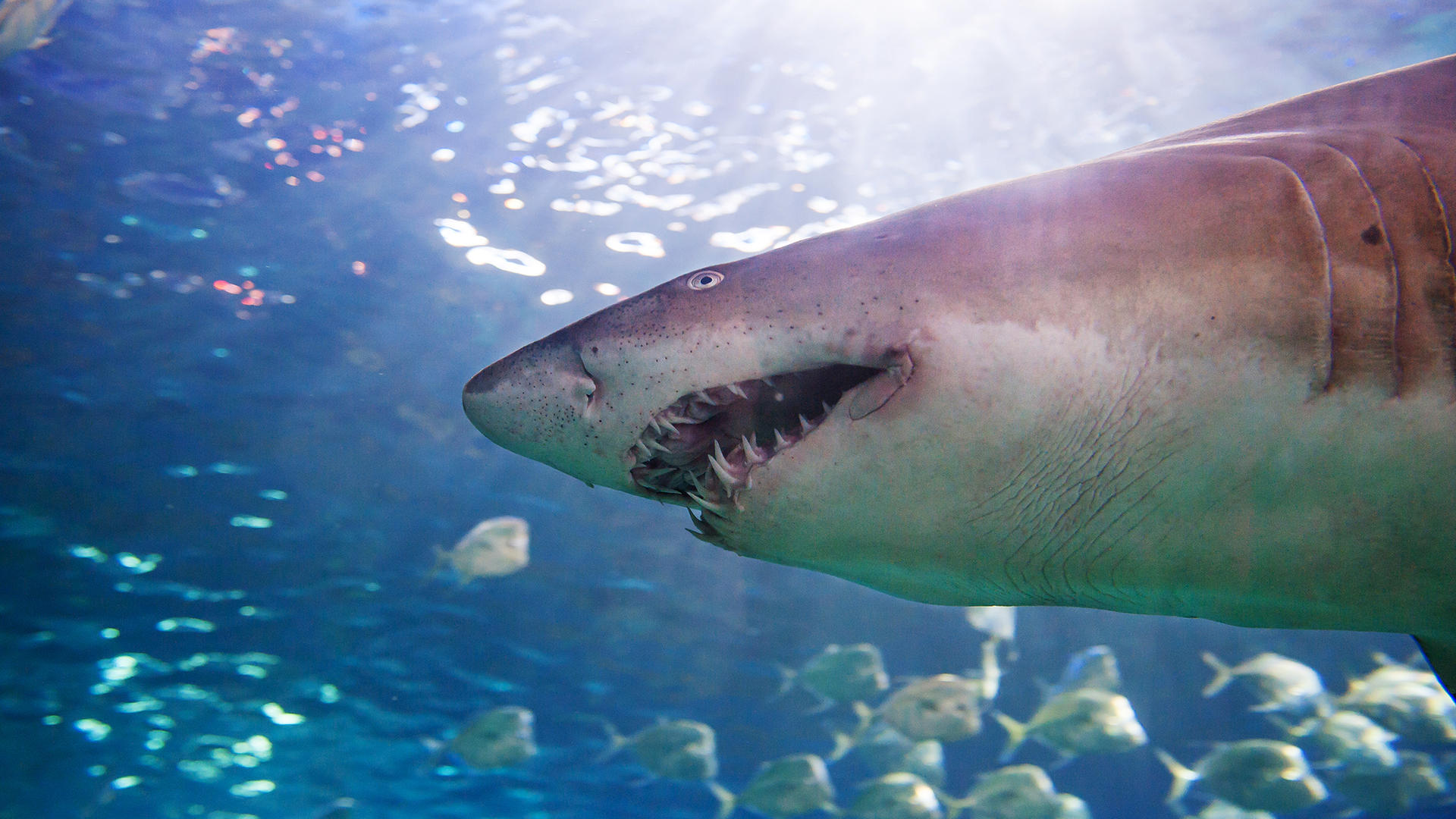 Blue Realm - S1E1 - Shark Business