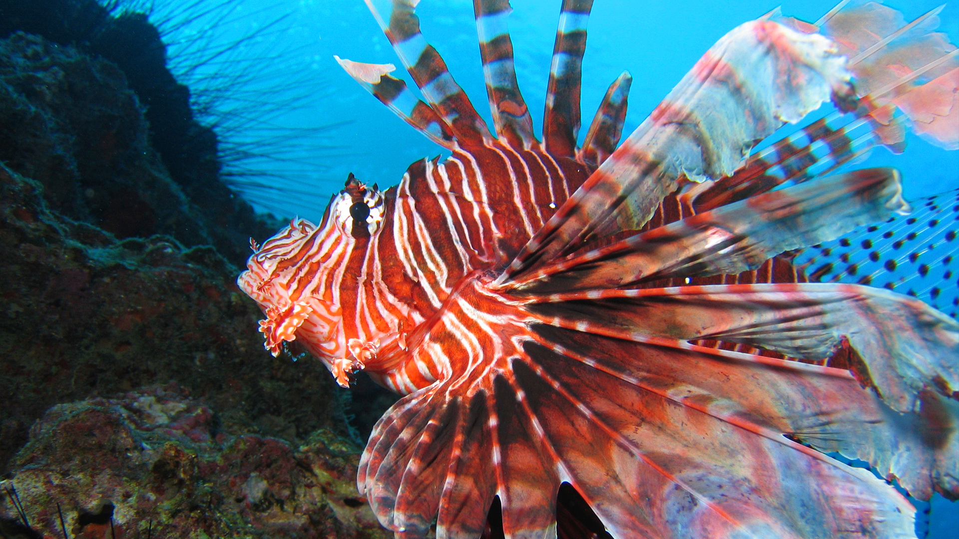 Blue Realm - S3E1 - Toxic Invaders