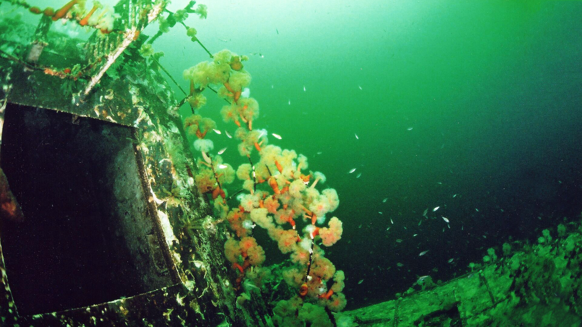 Blue Realm - S3E2 - Reefs of Steel