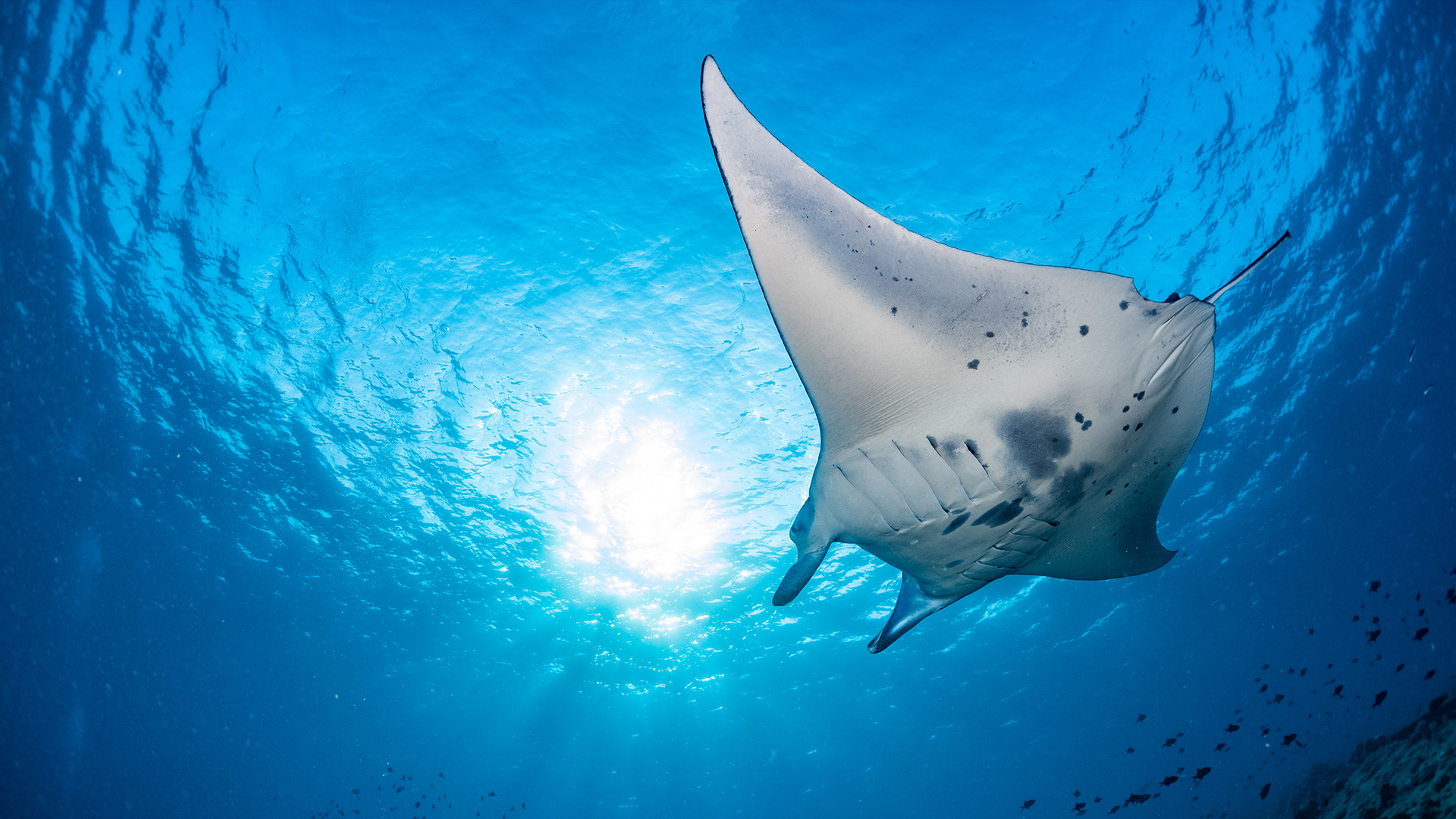 Blue Realm - S1E3 - Giants of San Benedicto