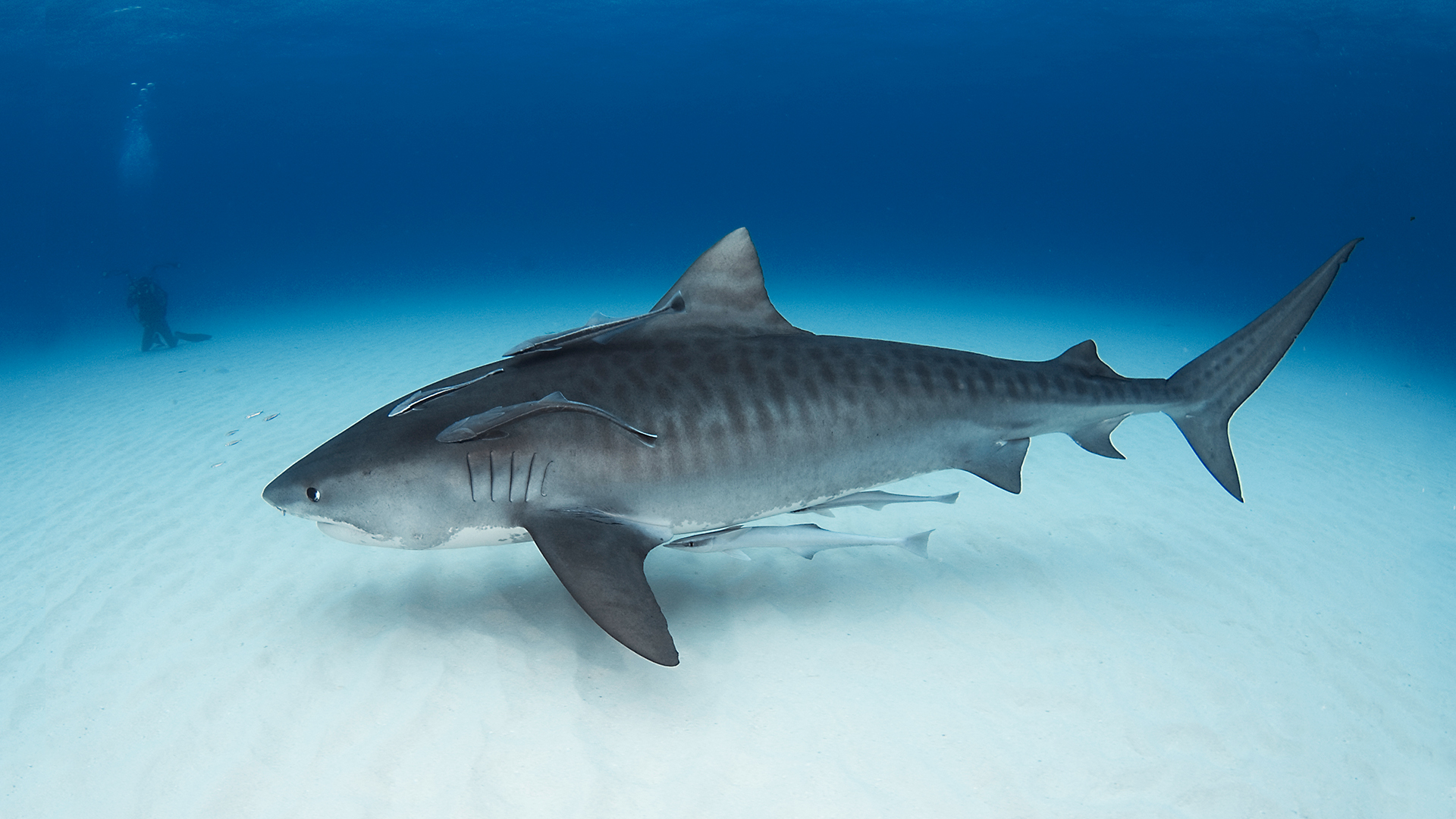 Blue Realm - S3E3 - Shark Nation