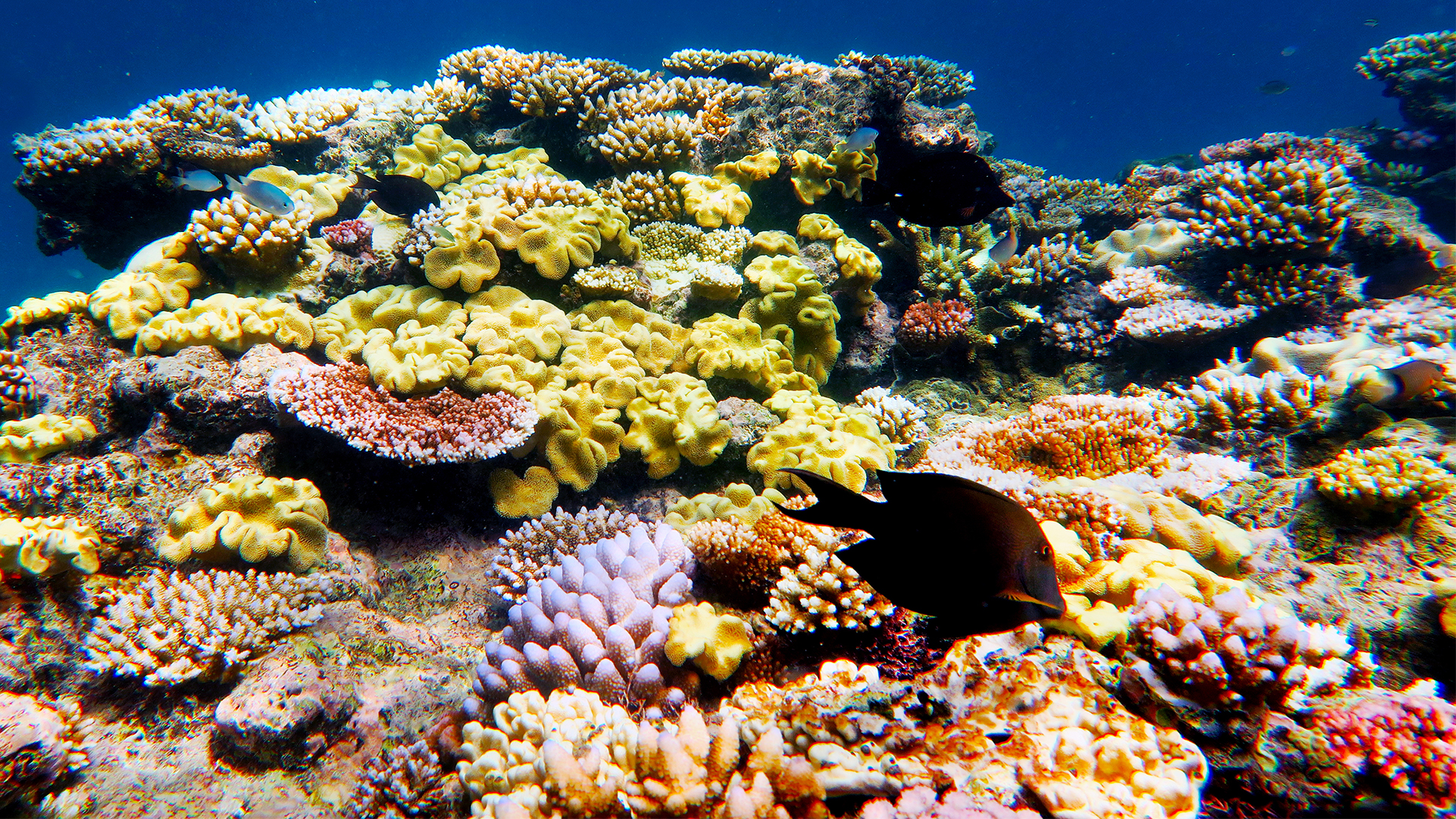 Blue Realm - S1E4 - Miracle Venom