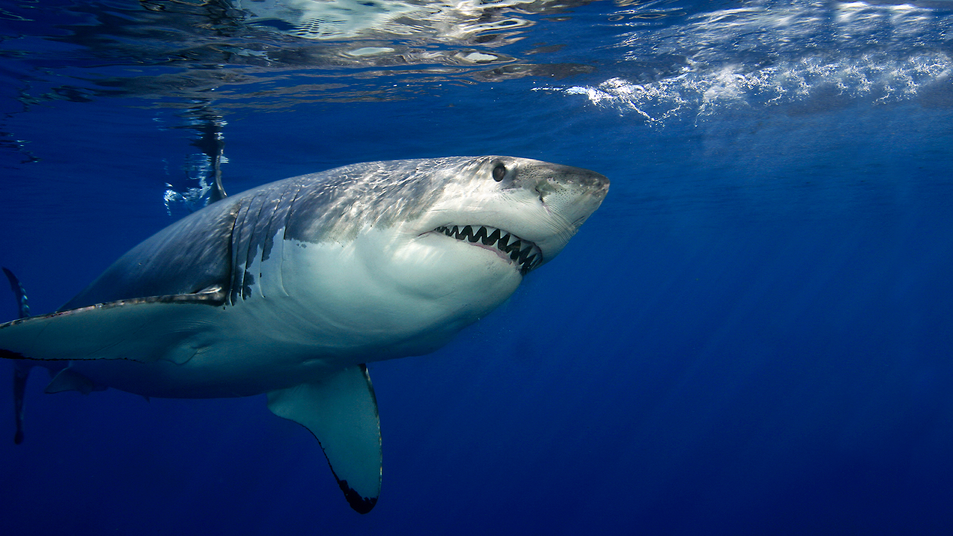 Blue Realm - S3E4 - Deep White