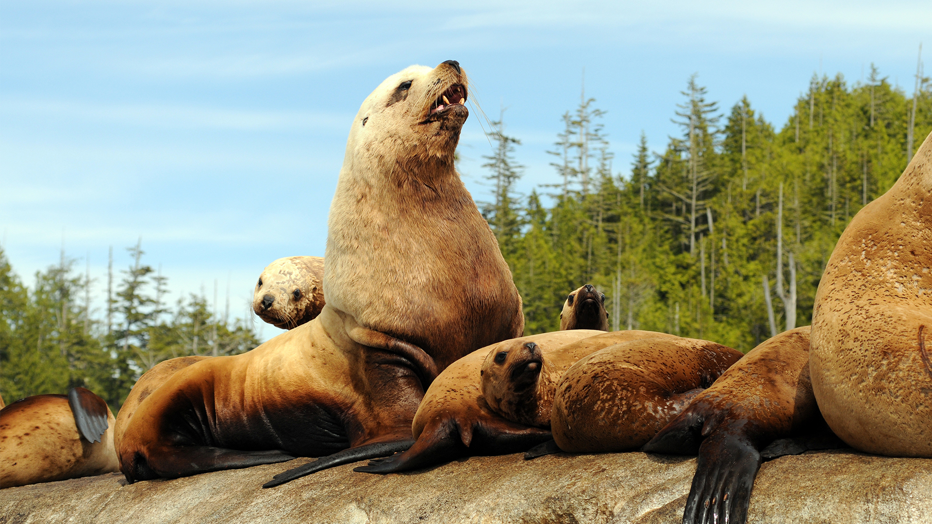 Blue Realm - S3E5 - Lions of the Deep