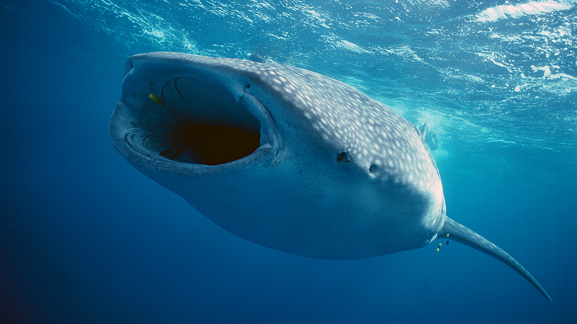 Whalesharks: Gentle Giants