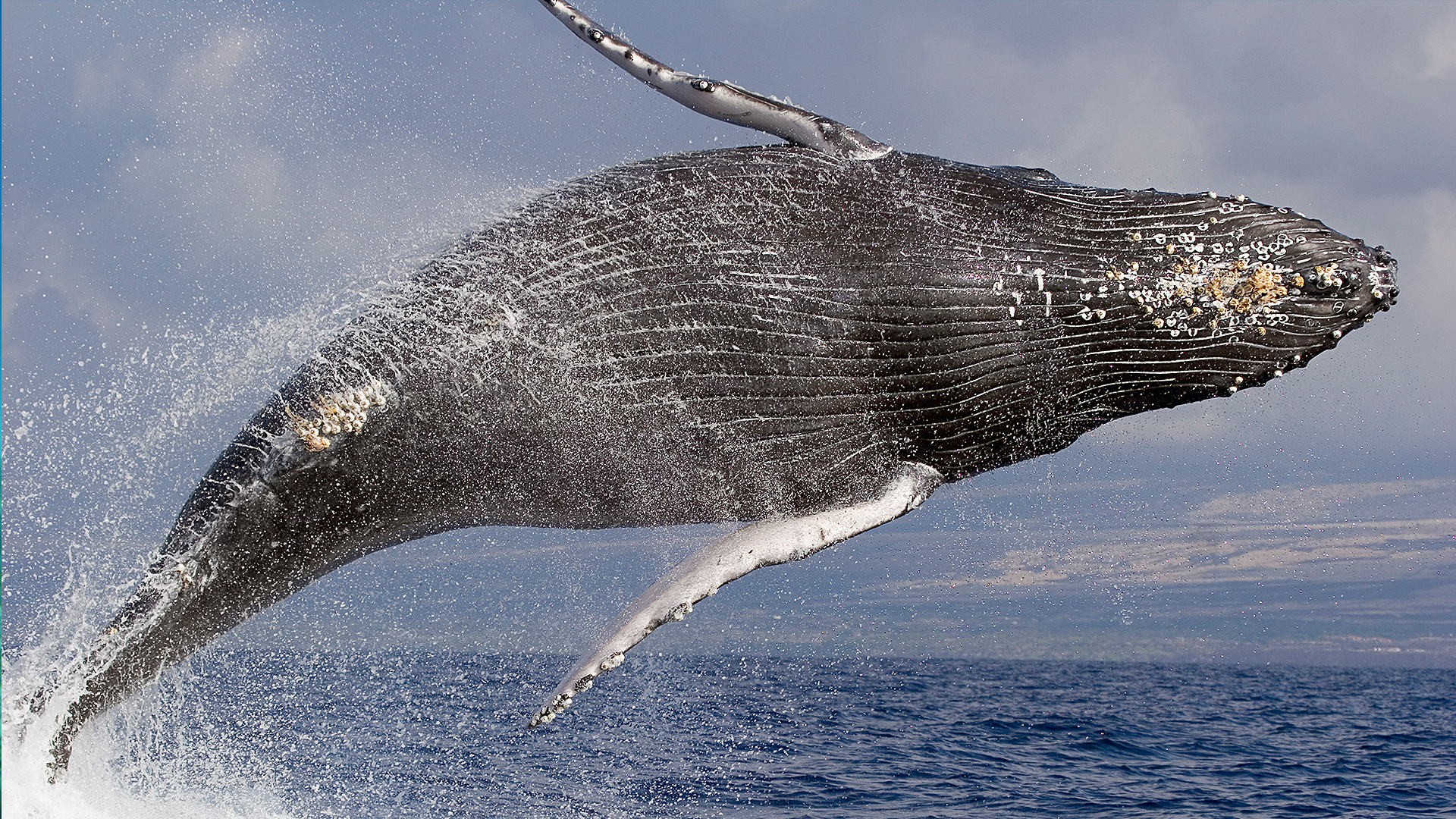 Humpback Whales: Antarctica to Tonga