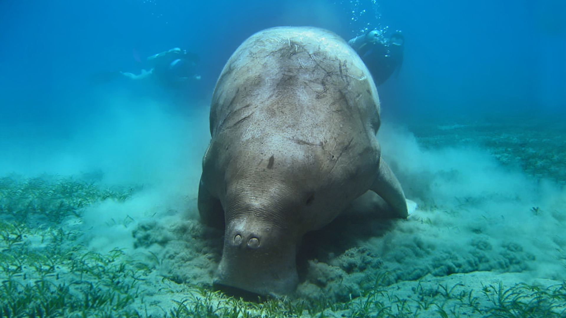 Manatees and Dugongs