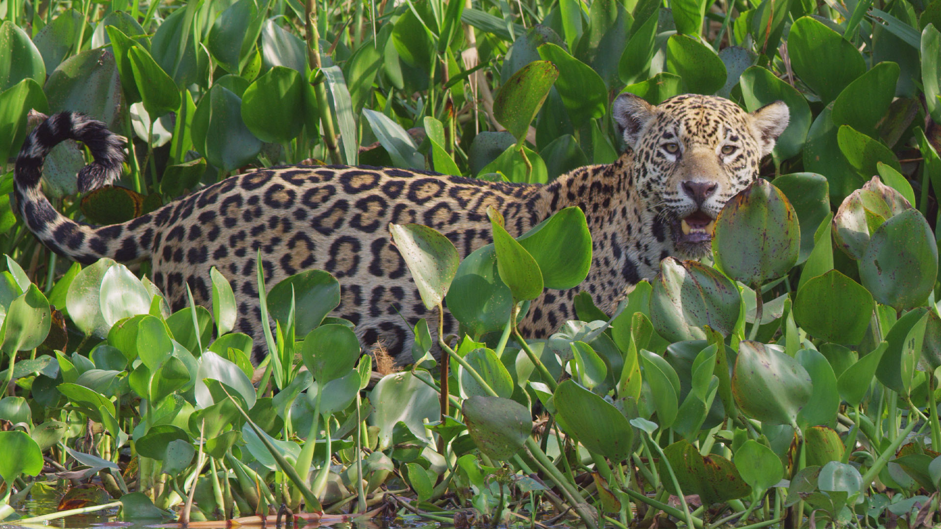 Brazil Untamed - E10 - The Pantanal