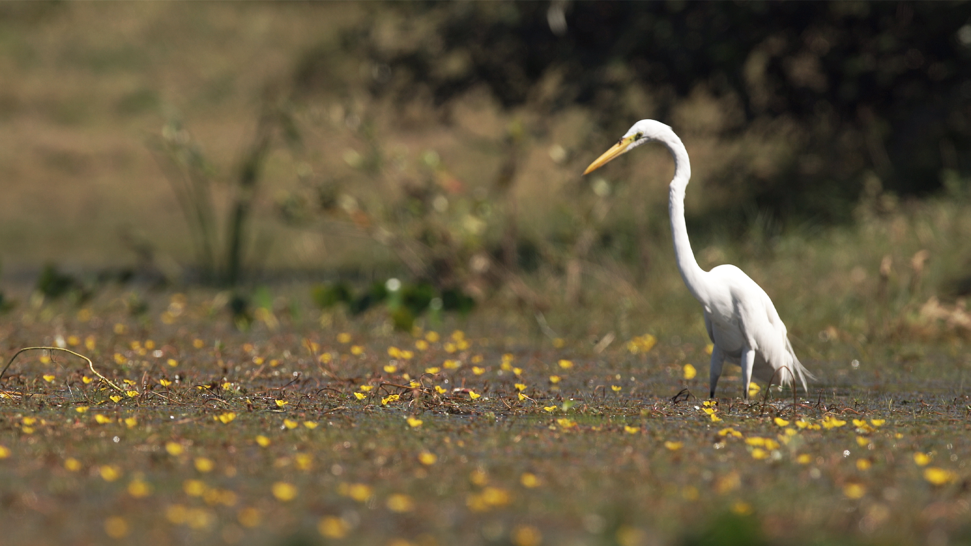 Brazil Untamed - E2 - Bird Paradise