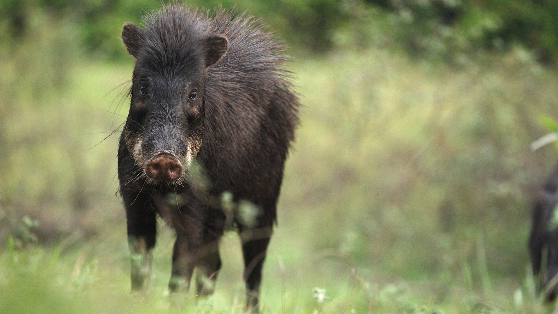 Brazil Untamed - E3 - Peccary Party