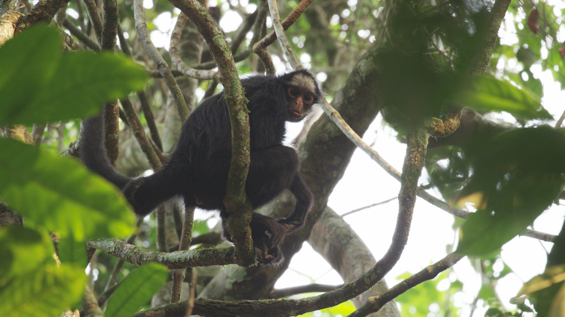 Brazil Untamed - E6 - Amazon Monkeys