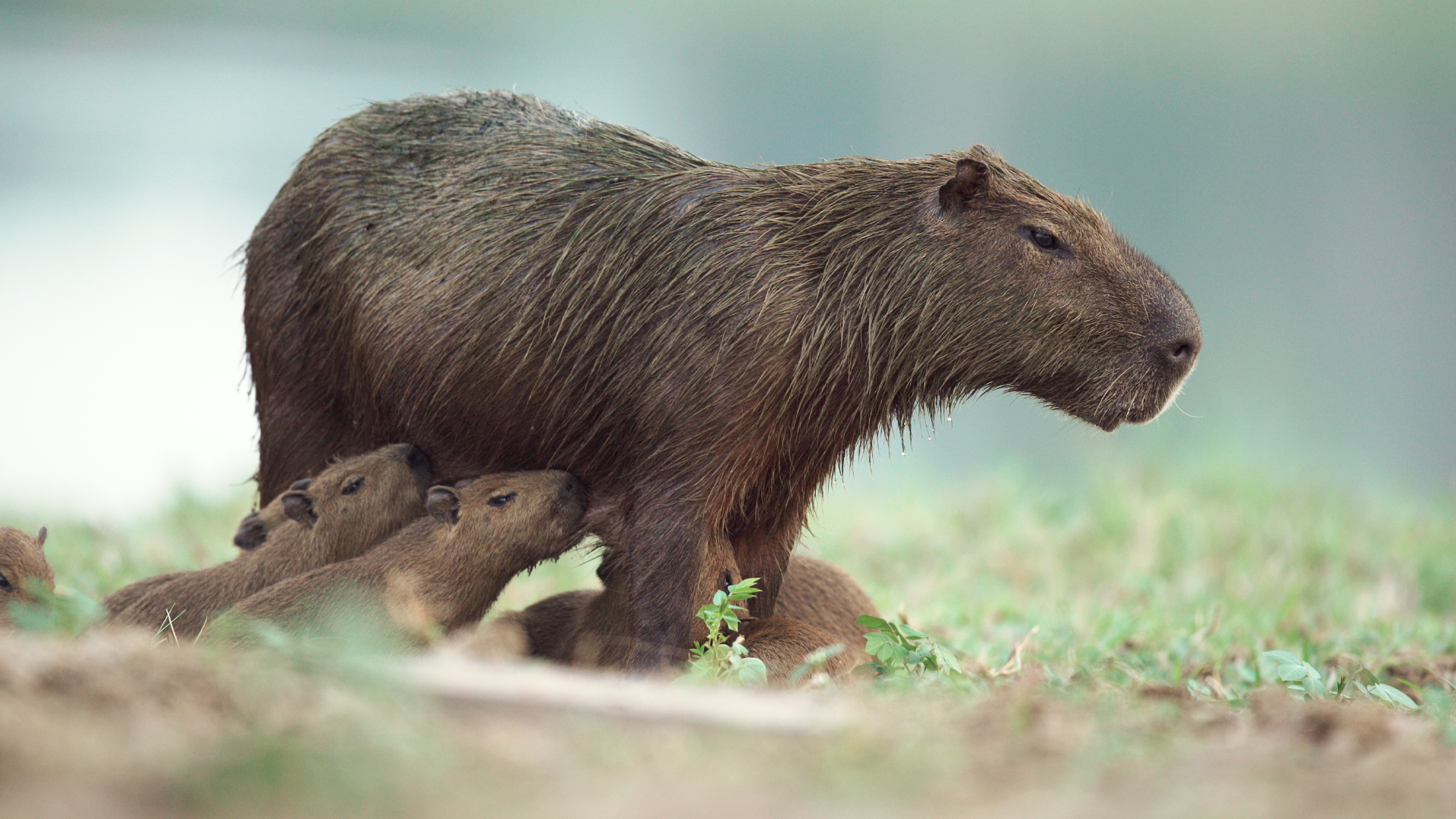 Brazil Untamed - E7 - Capybara's Pond Brazil Untamed - E7 - Capybara's Pond