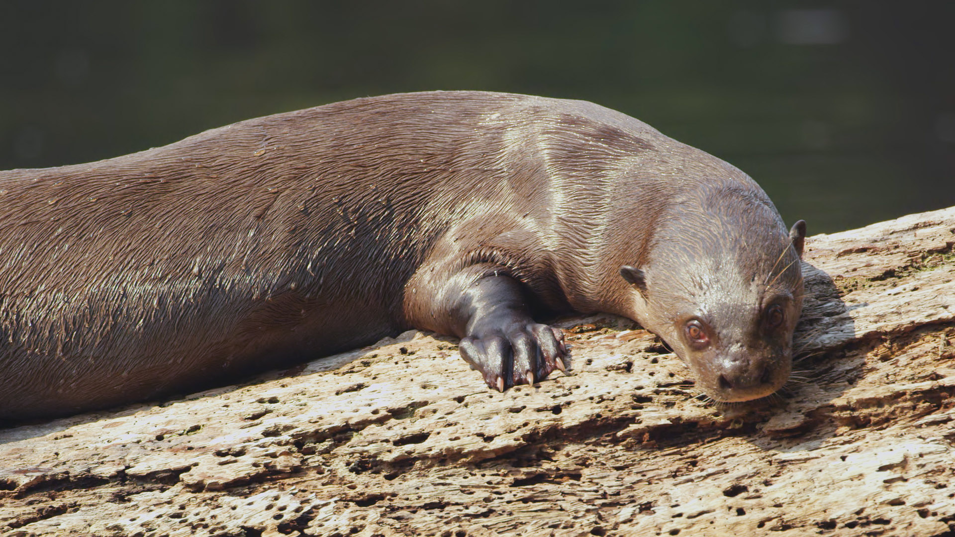 Brazil Untamed - E9 - Giant Otter Refuge