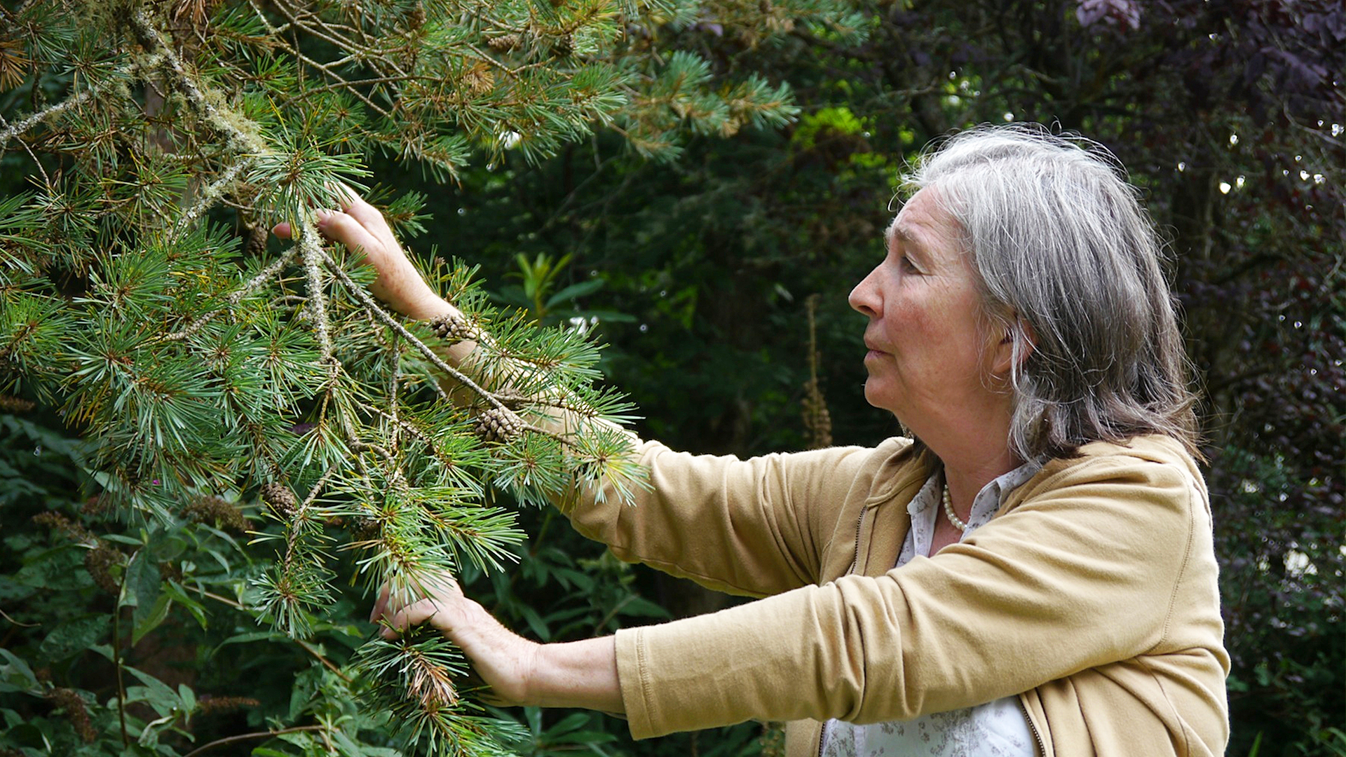 Call of the Forest: The Forgotten Wisdom of Trees