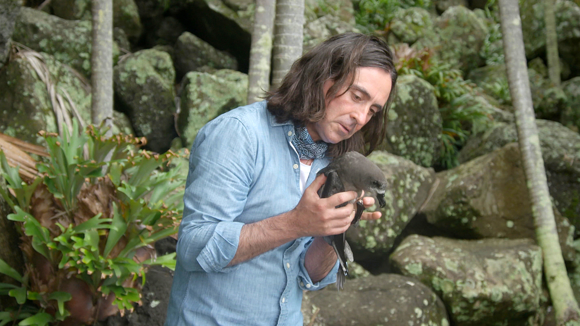 North NSW - Lord Howe