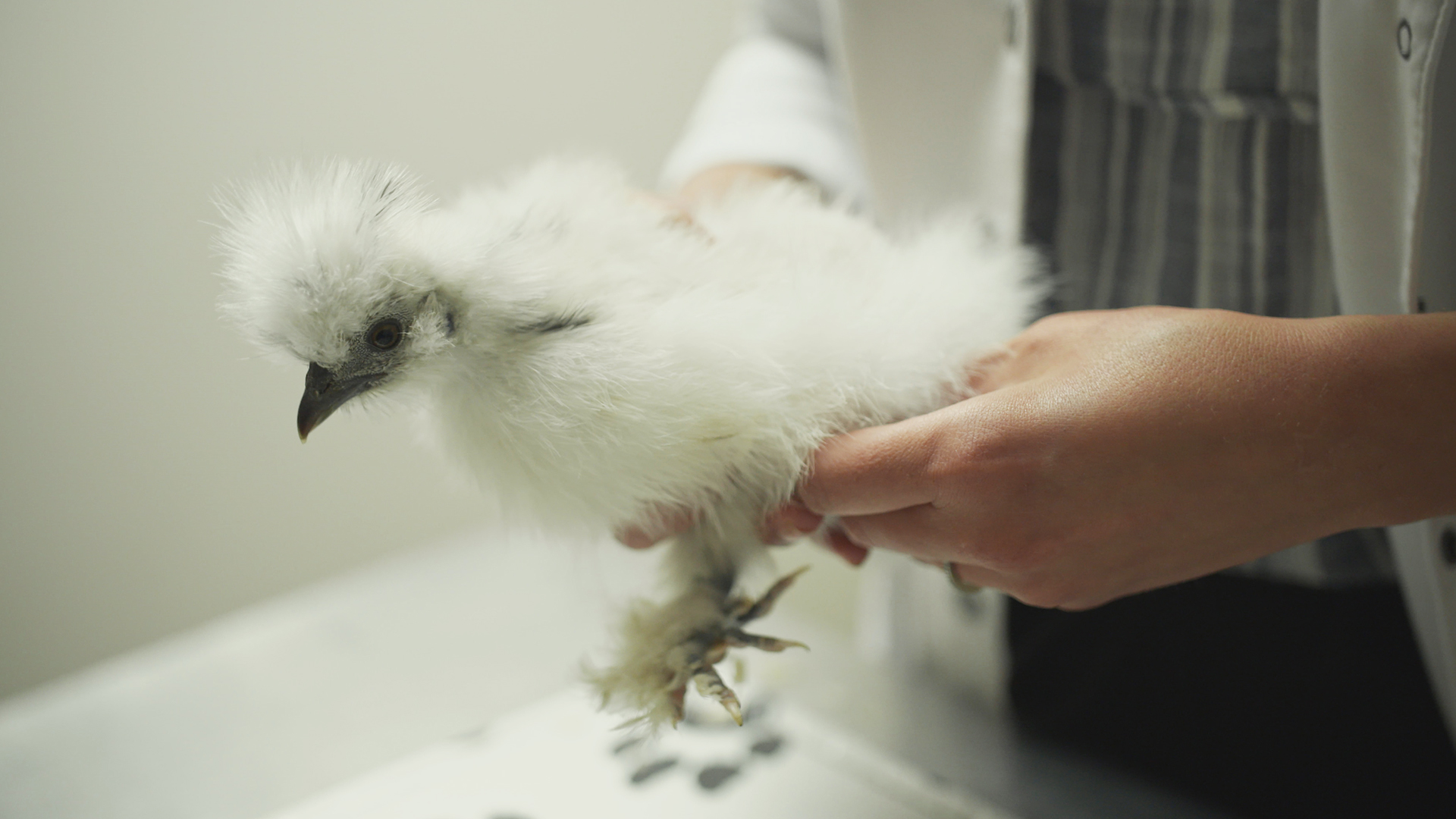 Doctor Barry - E3 - Hearts, Hounds and Hens